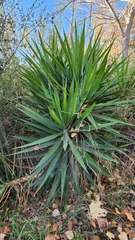 Yucca gigantea