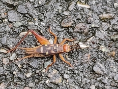 Cardiodactylus guttulus