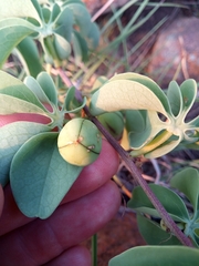 Adenia glauca