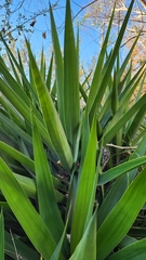 Yucca gigantea
