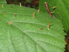 Eriophyes tiliae