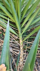 Yucca gigantea