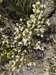 Erica fimbriata