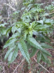 Bidens cosmoides