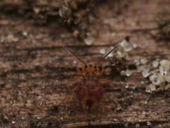 Dicyrtomina ornata