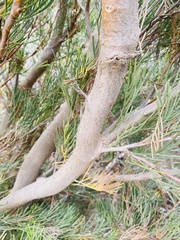 Hakea drupacea