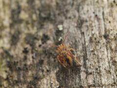 Dicyrtomina ornata