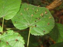 Eriophyes tiliae