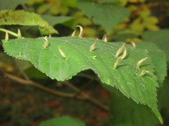 Eriophyes tiliae
