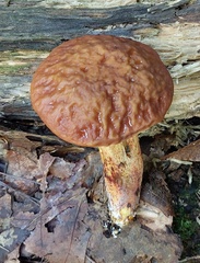 Hemileccinum rubropunctum