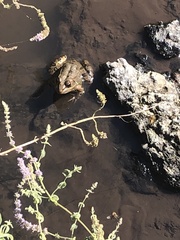 Pelophylax bedriagae