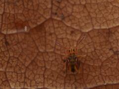 Dicyrtomina ornata