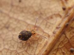 Dicyrtomina ornata