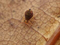 Dicyrtomina ornata