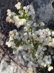 Erica fimbriata