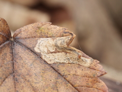 Stigmella speciosa