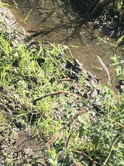 Pelophylax bedriagae