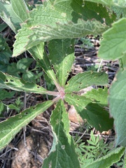 Cyphostemma lanigerum