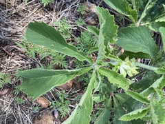 Cyphostemma lanigerum