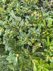 Pittosporum tobira