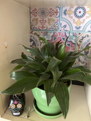 Dracaena fragrans compacta