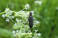 Cantharis obscura