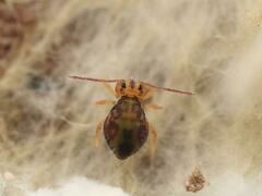 Dicyrtomina ornata