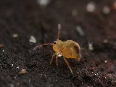 Dicyrtomina ornata