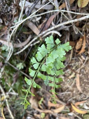 Asplenium aethiopicum