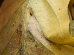 Phyllonorycter maestingella