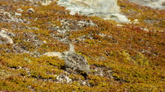 Attagis malouinus