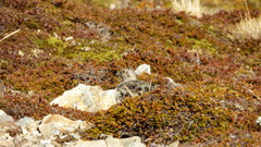 Attagis malouinus