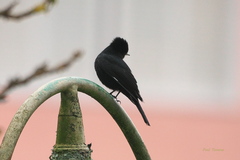 Knipolegus nigerrimus