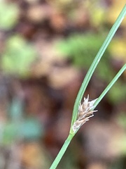 Carex remota