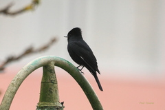 Knipolegus nigerrimus