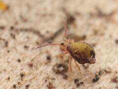 Dicyrtomina ornata