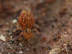 Dicyrtomina ornata