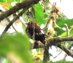 Machaeropterus deliciosus