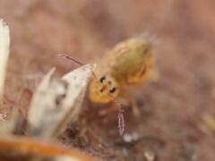 Dicyrtomina ornata