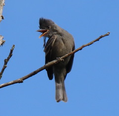 Contopus fumigatus