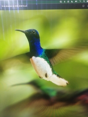 Florisuga mellivora