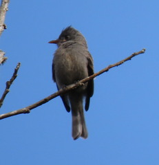 Contopus fumigatus