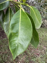 Ficus aurea