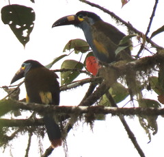 Andigena laminirostris