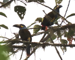 Andigena laminirostris