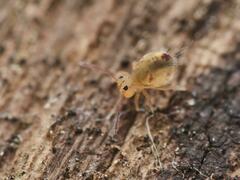 Dicyrtomina ornata
