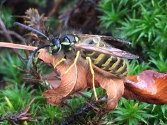 Vespula vulgaris