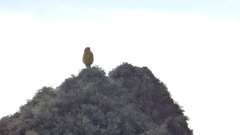 Melanodera xanthogramma