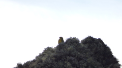 Melanodera xanthogramma