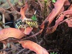 Vespula vulgaris
